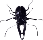 control bugs and pests